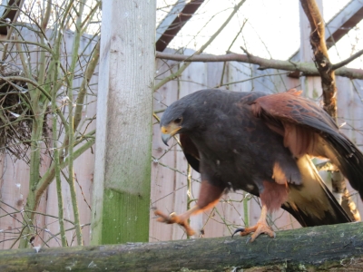 Harris's hawk - De Zonnegloed - Animal park - Animal refuge centre 